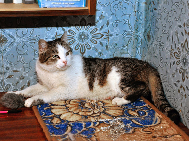 Молодой домашний котик Мартин, потерявший хозяйку, срочно ищет дом