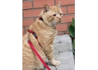 Хорошего кота должно быть много Очень крупный рыжий котик Арнольд в добрые руки
